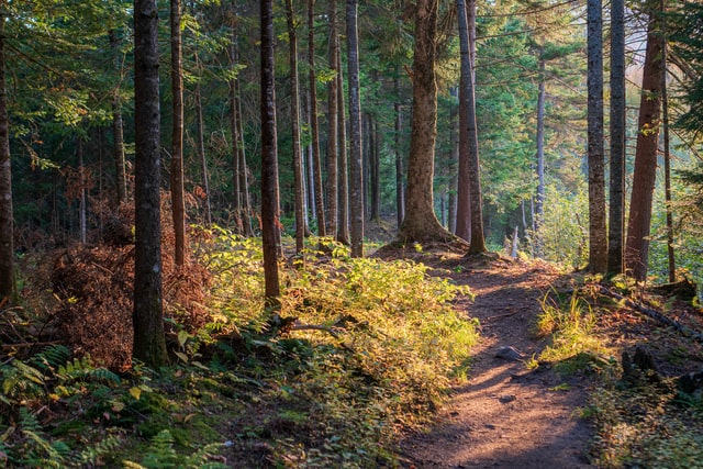 A path into the forest
